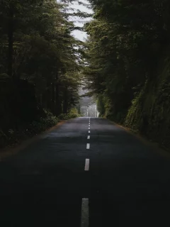 дорога, деревья