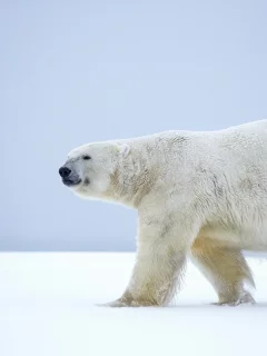 белый медведь, животные, снег