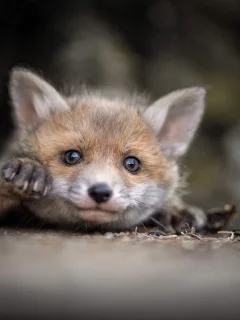 лисёнок, животные, взгляд