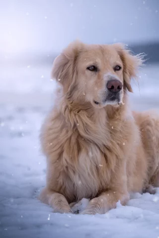 собака, животное, снег, зима