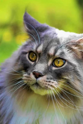кот, взгляд, животное