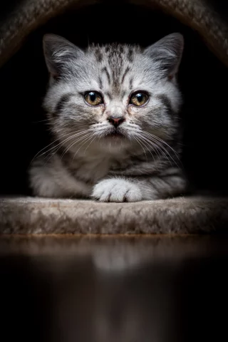 животные, кот, котёнок