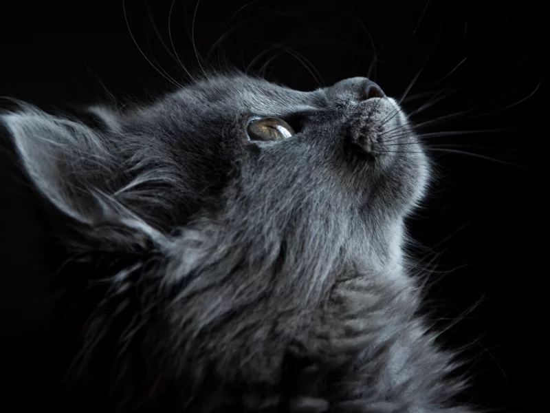 кот, взгляд вверх
