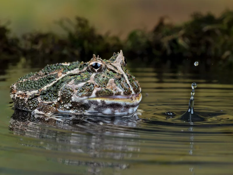 лягушка, вода