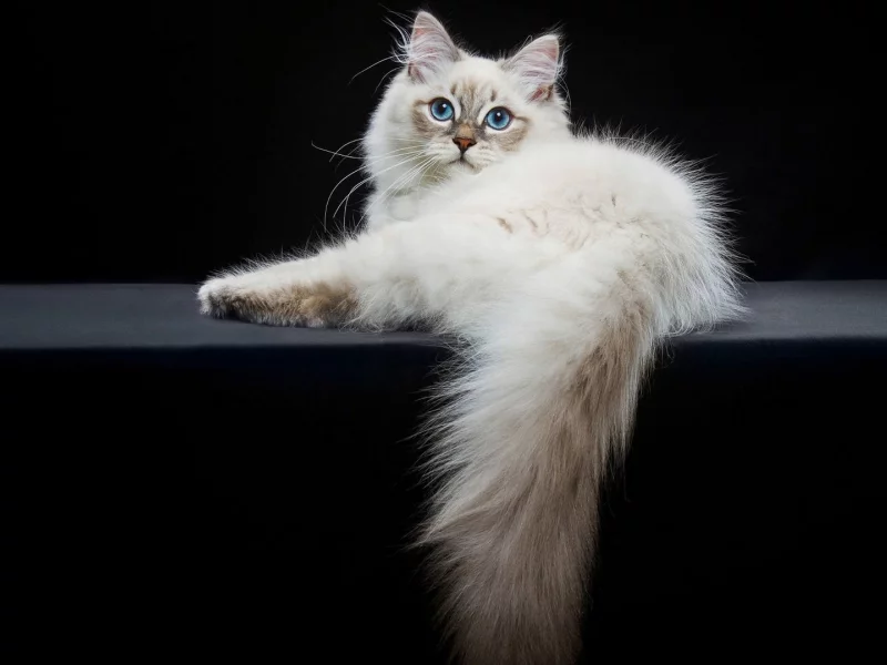 кот, взгляд, лежит