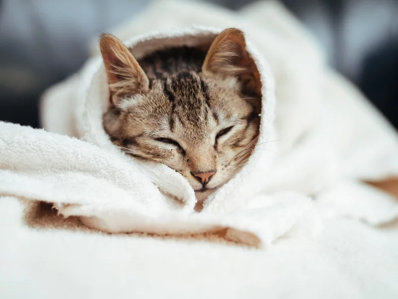 кот, спит