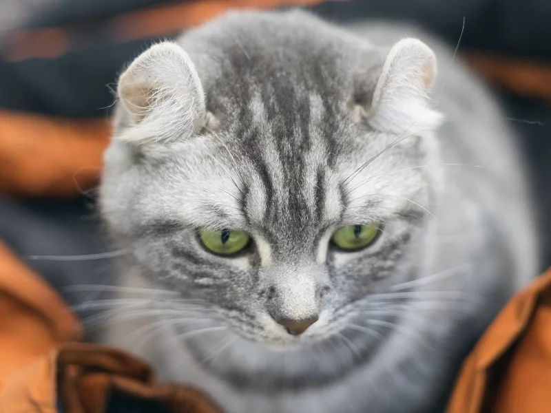 кот, взгляд, животное