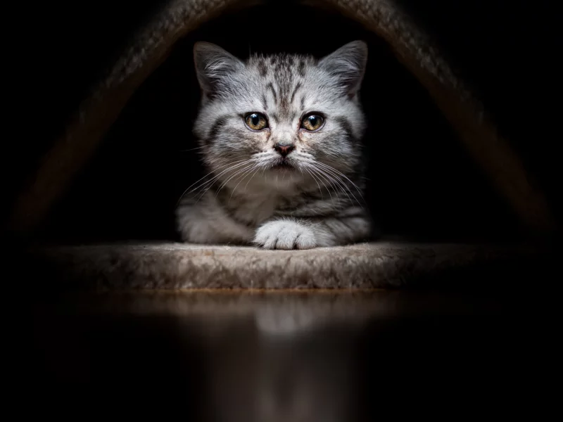 животные, кот, котёнок