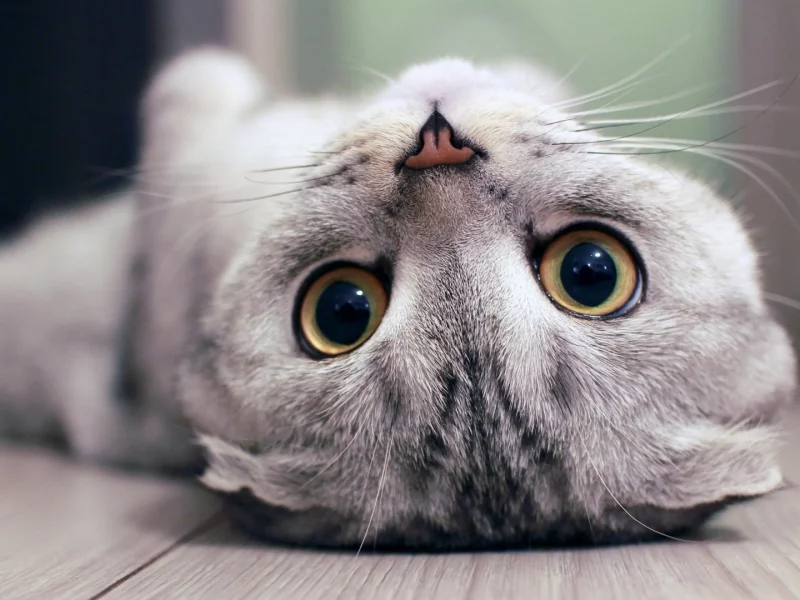 кот, взгляд, лежит на спине