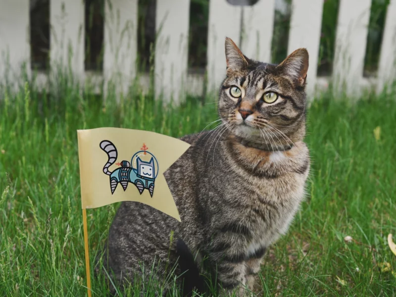 кот, взгляд, животное