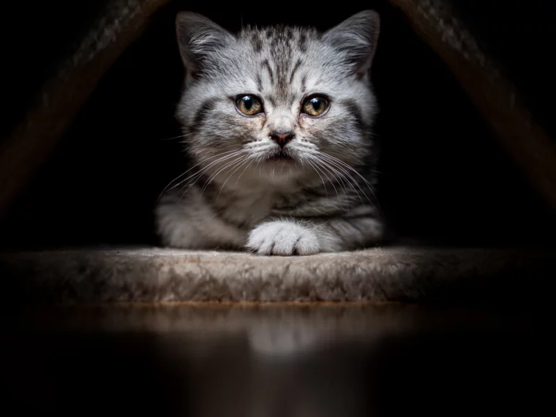 животное, котёнок
