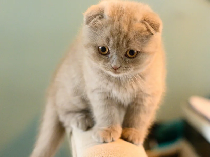 котенок, взгляд, британец