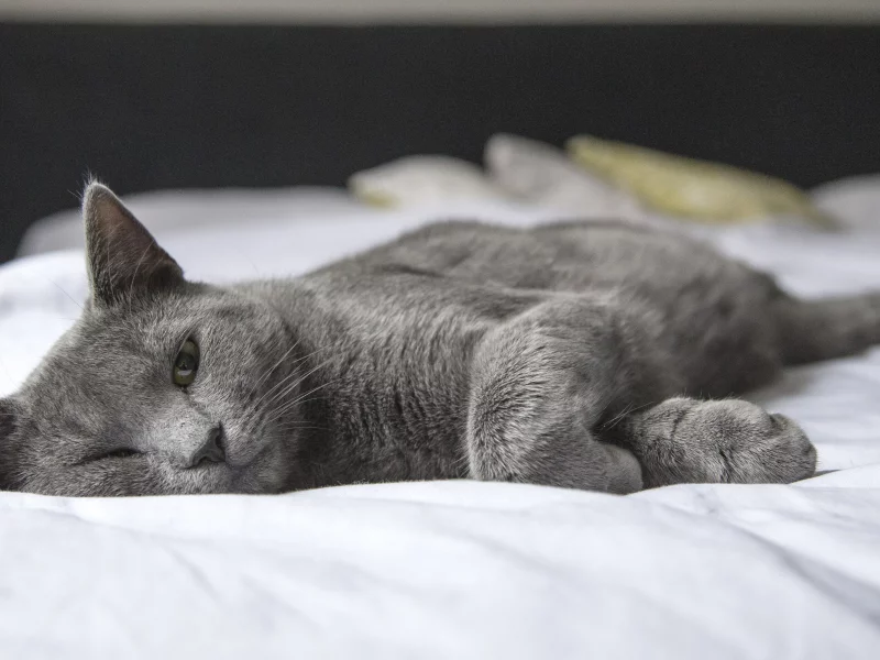 котёнок, взгляд, усы