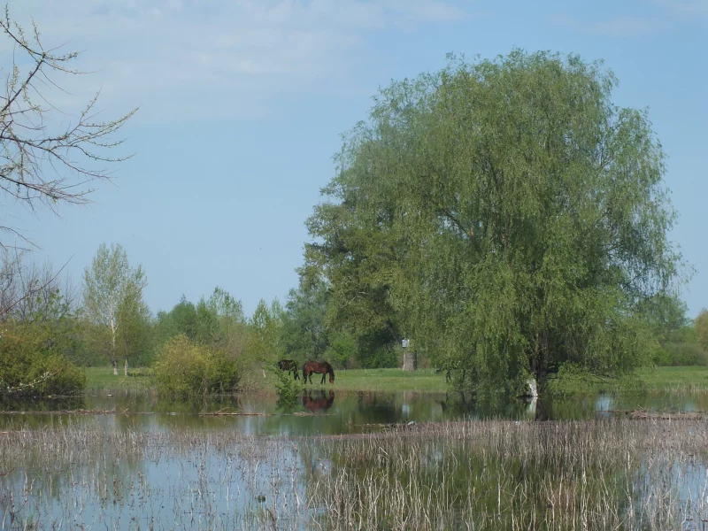 весна, разлив, вода