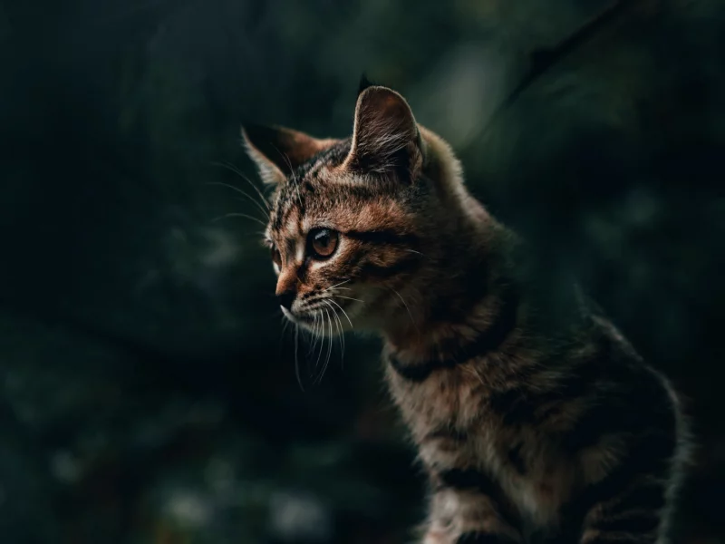 кот, животное