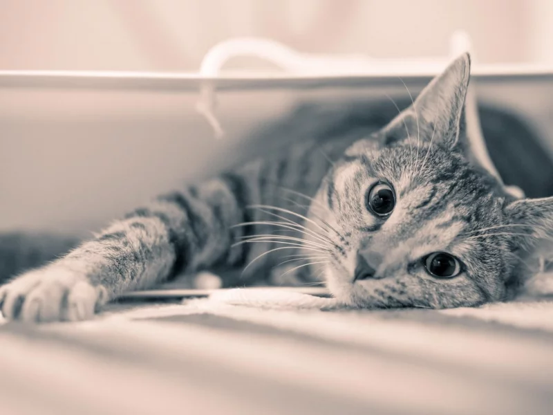 кот, взгляд, лежит