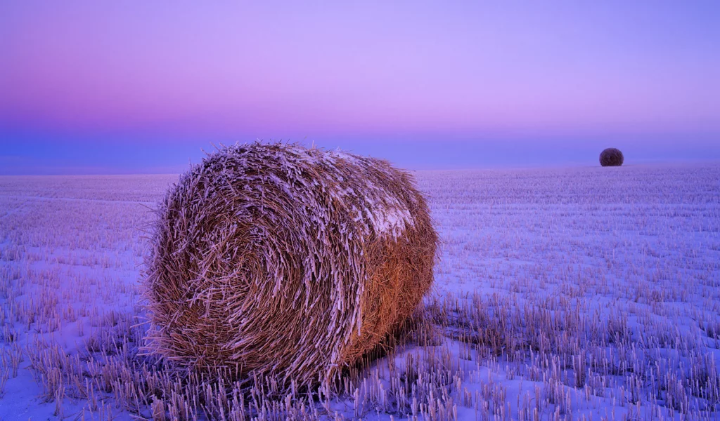 поле, снег, сено рулон
