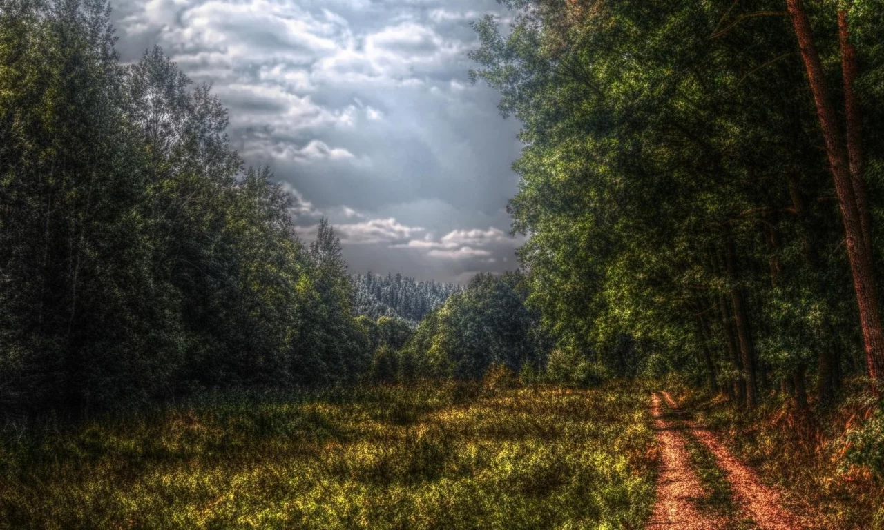 природа, лес, небо, облака