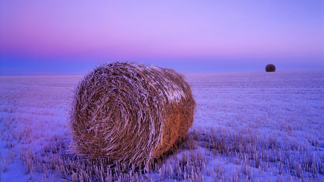 поле, снег, сено рулон