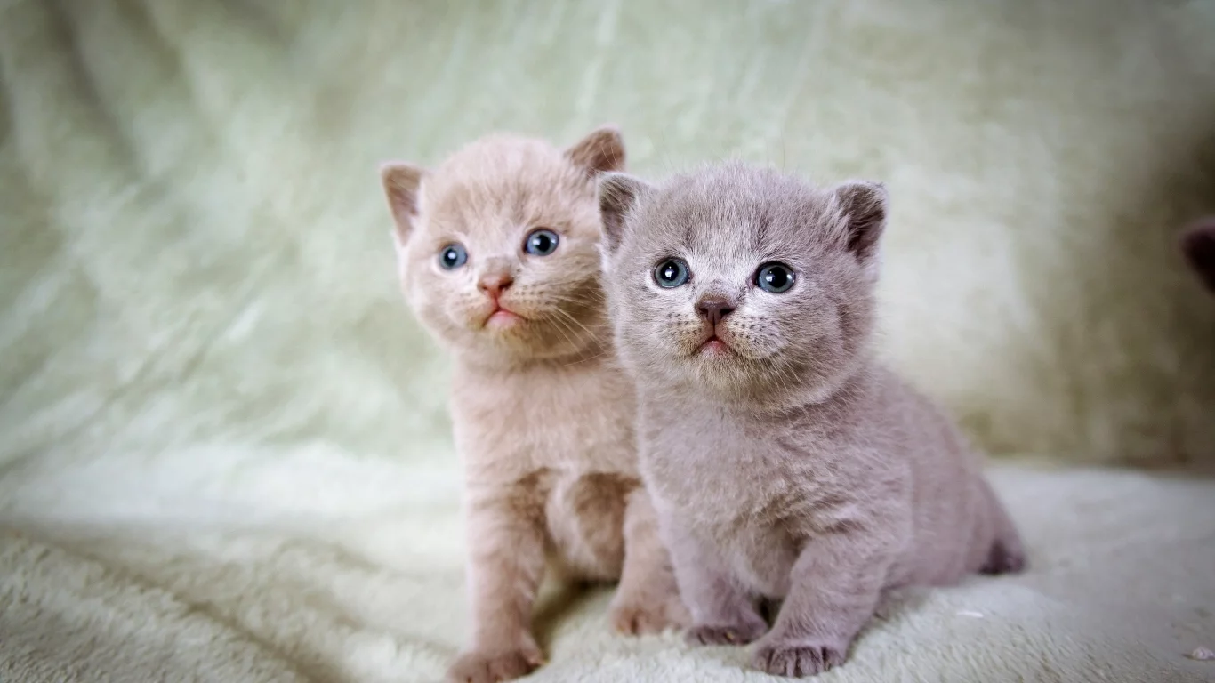 кошка, кот, котёнок, котята