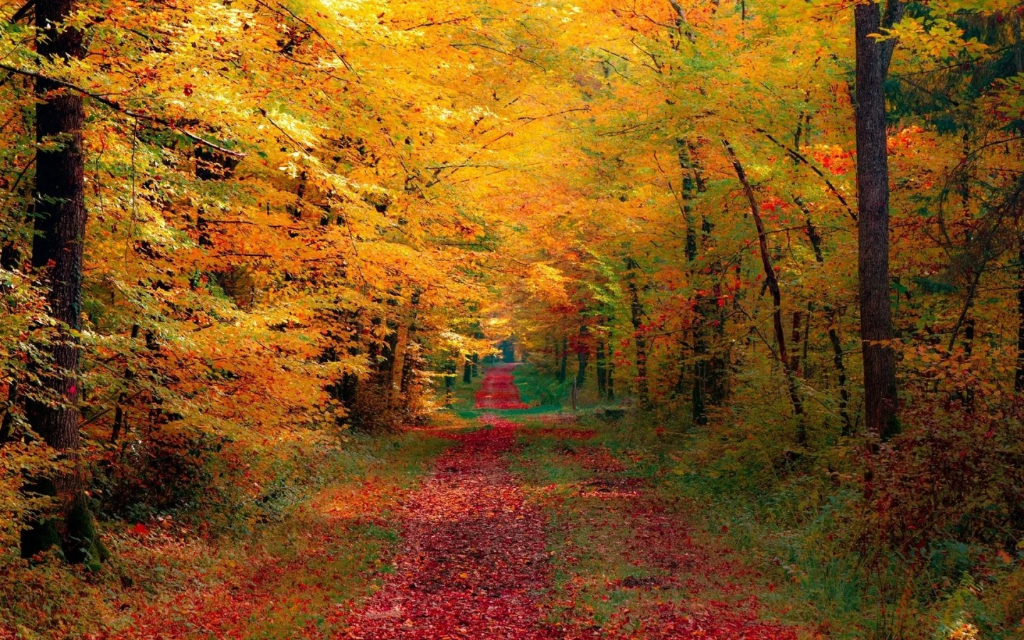 природа, осень, деревья, листья, дорога