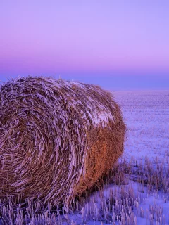 поле, снег, сено рулон