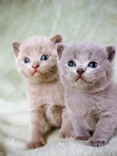 кошка, кот, котёнок, котята