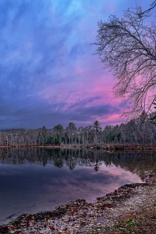 берег, вечер, сумерки, берёза
