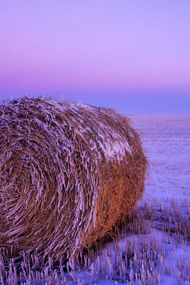 поле, снег, сено рулон