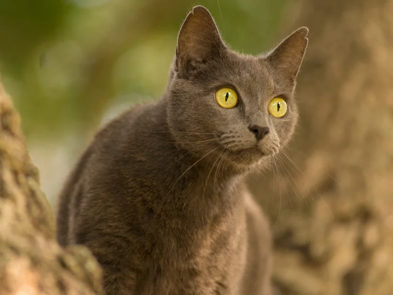 кот, взгляд, животное