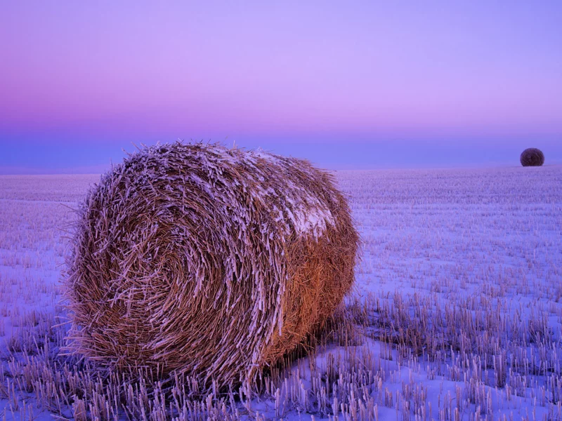 поле, снег, сено рулон