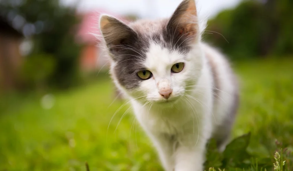 котёнок, взгляд
