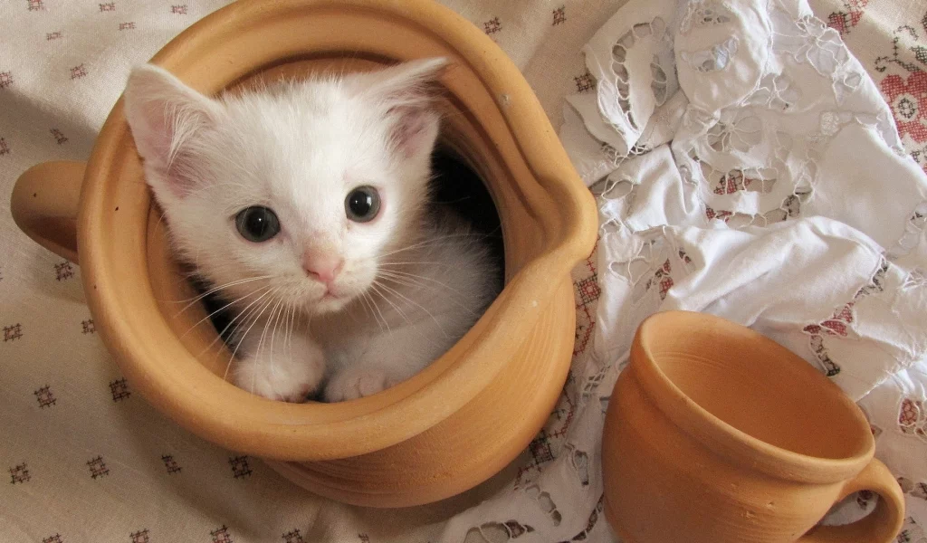 котёнок, маленький, сидит в кувшине