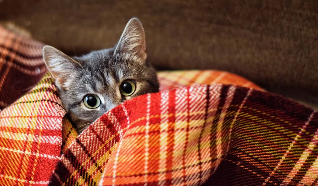 кот, животное, выглядывает
