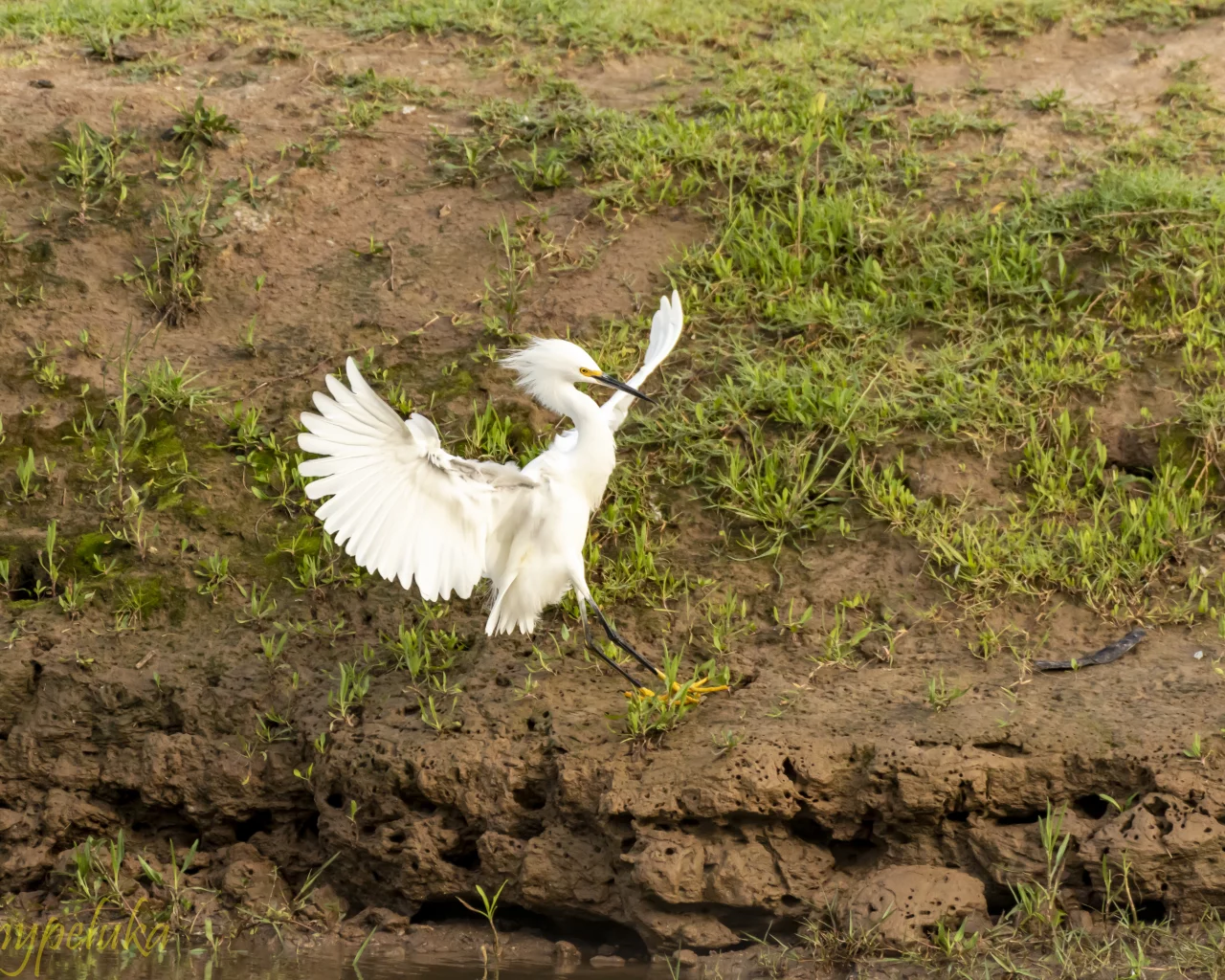 bird, nature, field, fligh