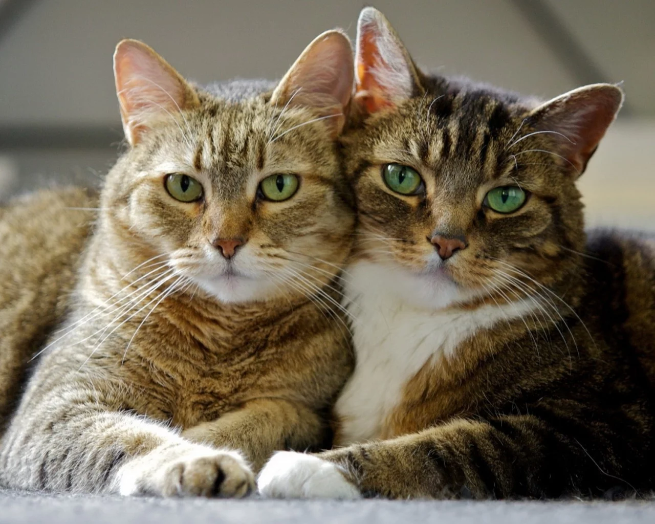 кот, кошка, взгляд, пара