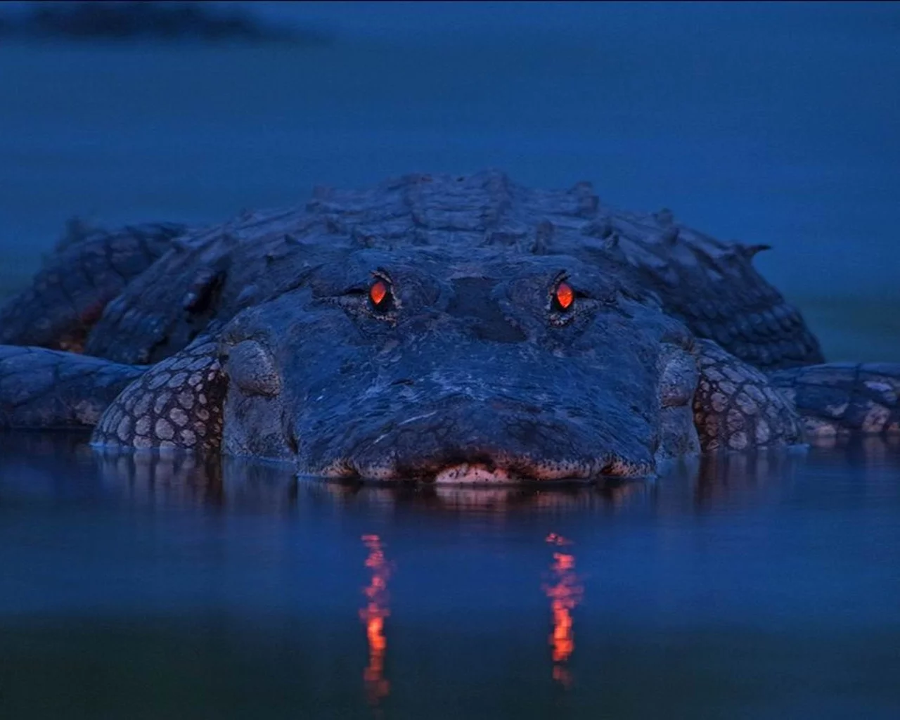 alligator, аллигатор, рептилия