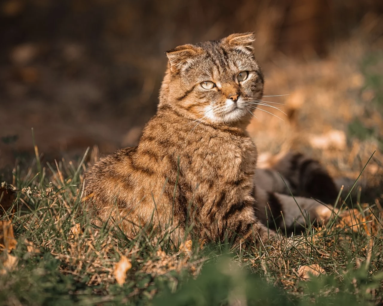 кот, взгляд