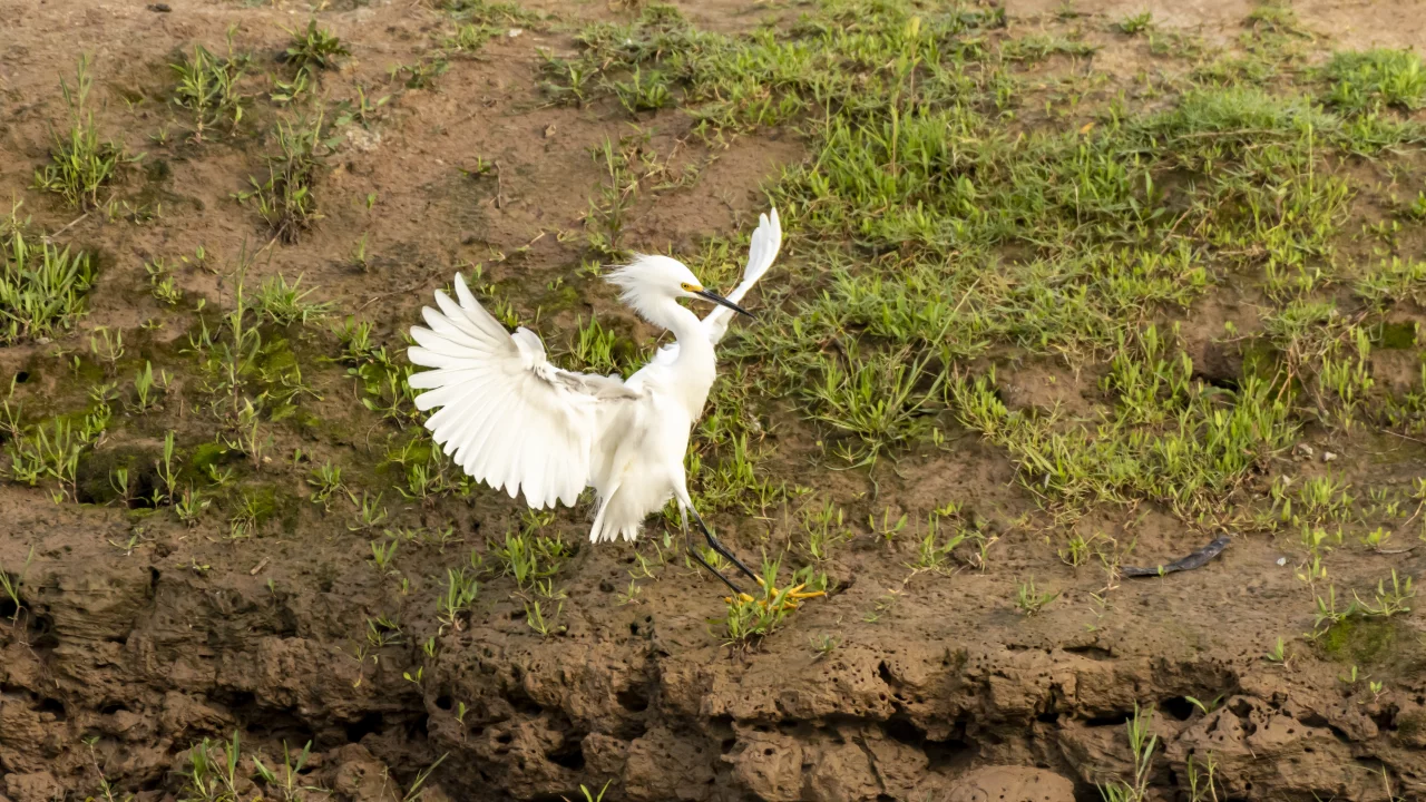 bird, nature, field, fligh