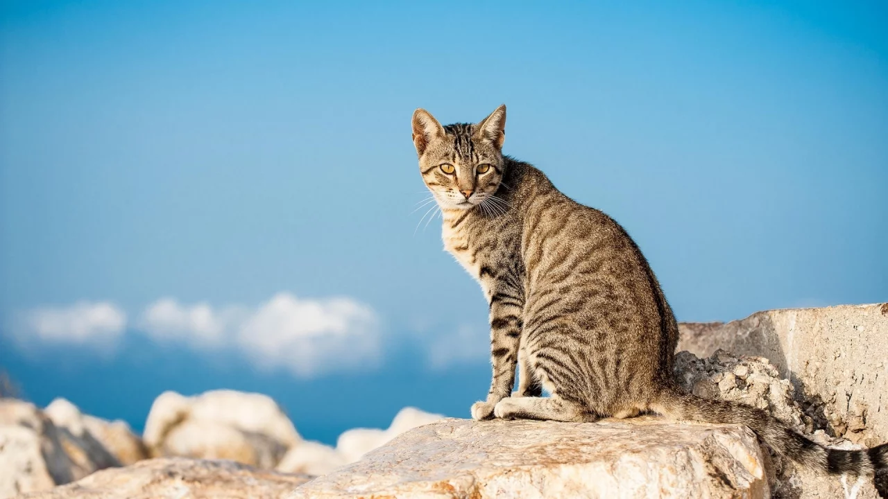 кот, животное, взгляд