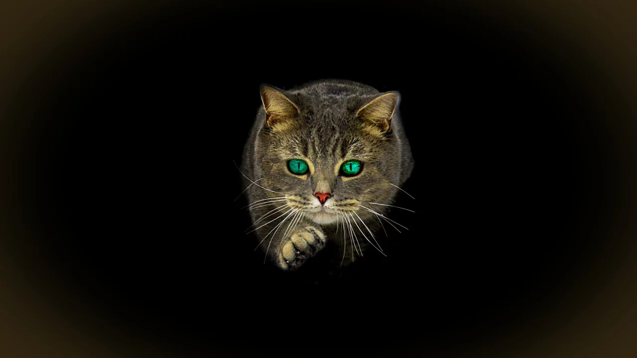 кот, взгляд, зелёные глаза