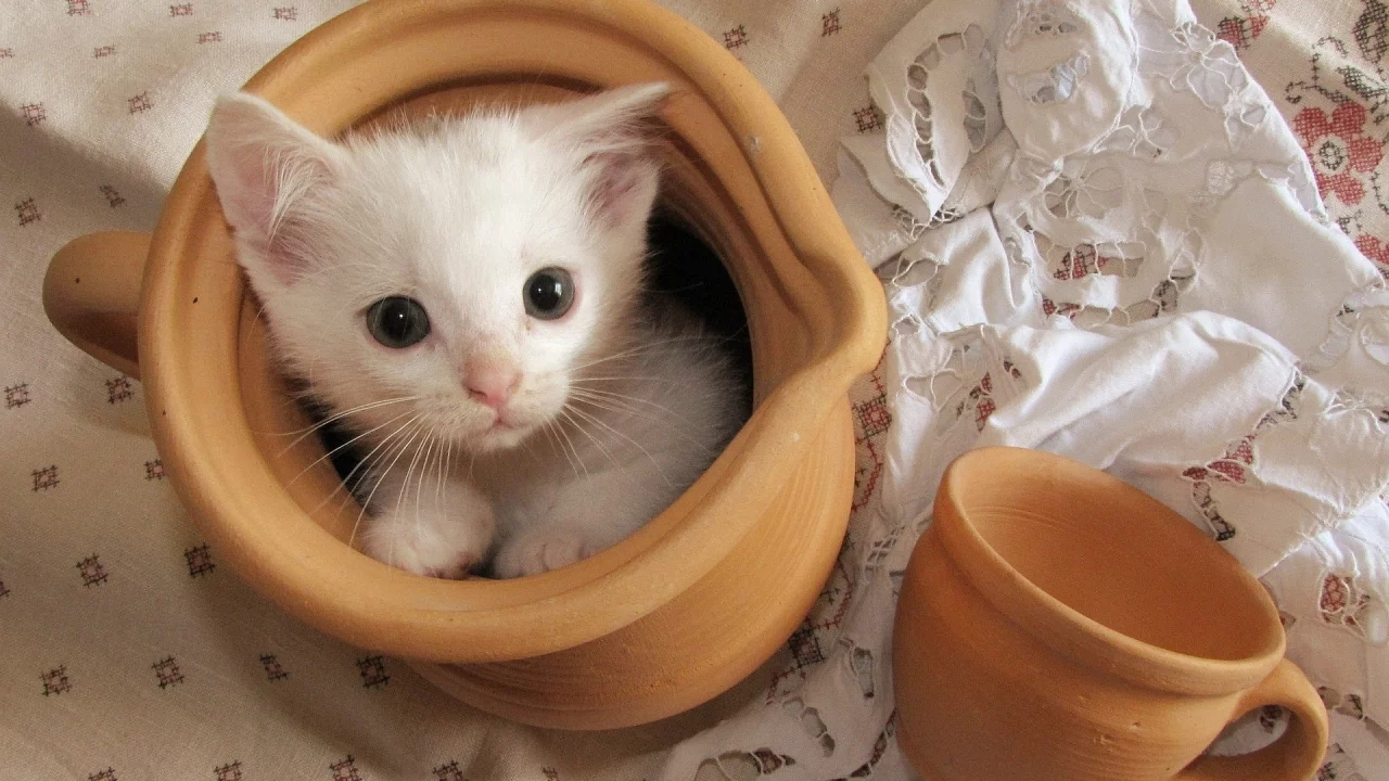 котёнок, маленький, сидит в кувшине