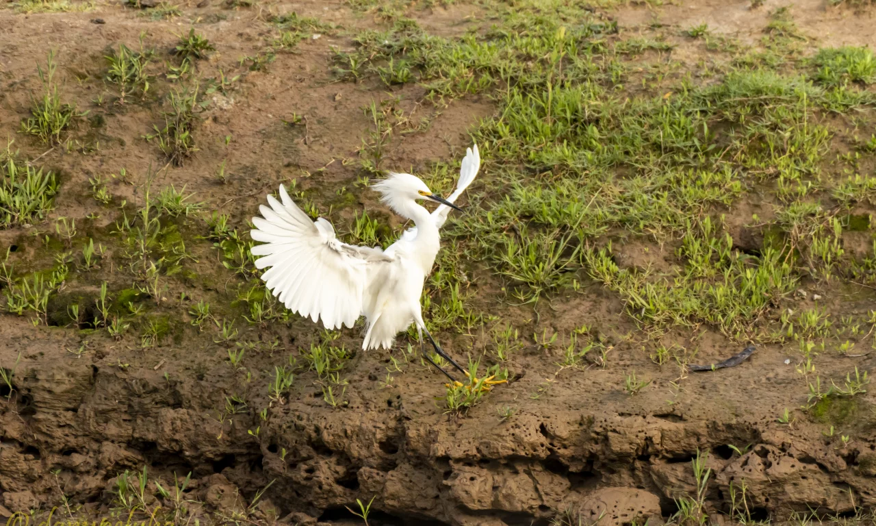 bird, nature, field, fligh