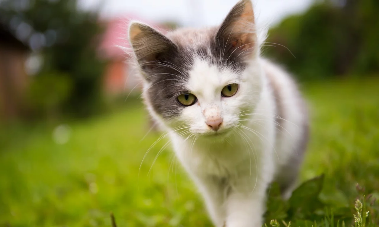 котёнок, взгляд