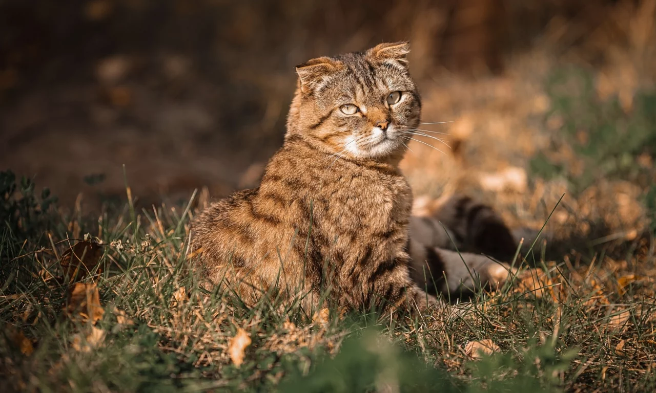 кот, взгляд