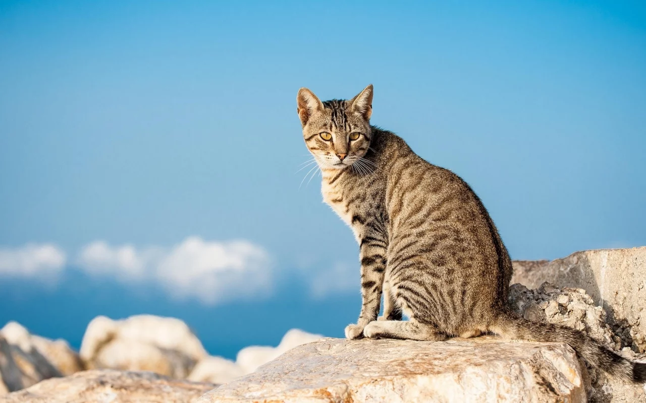 кот, животное, взгляд