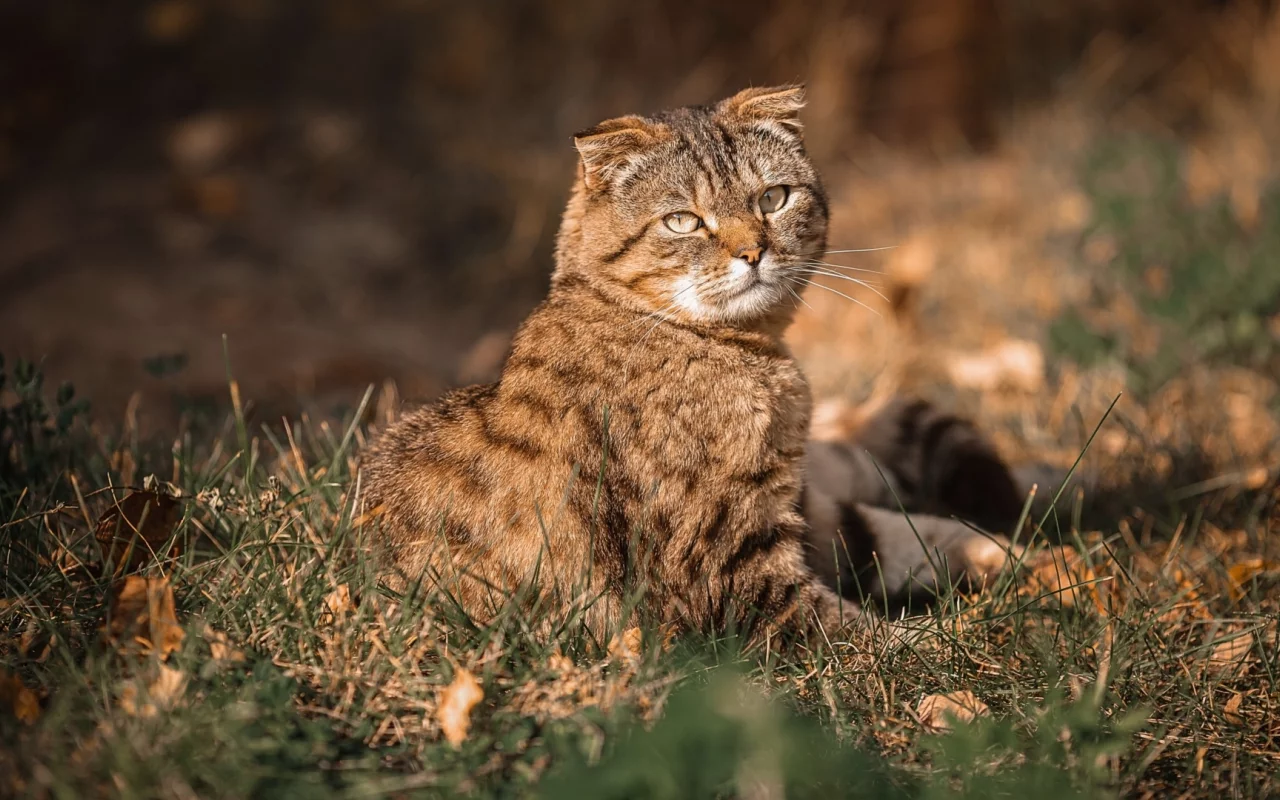 кот, взгляд