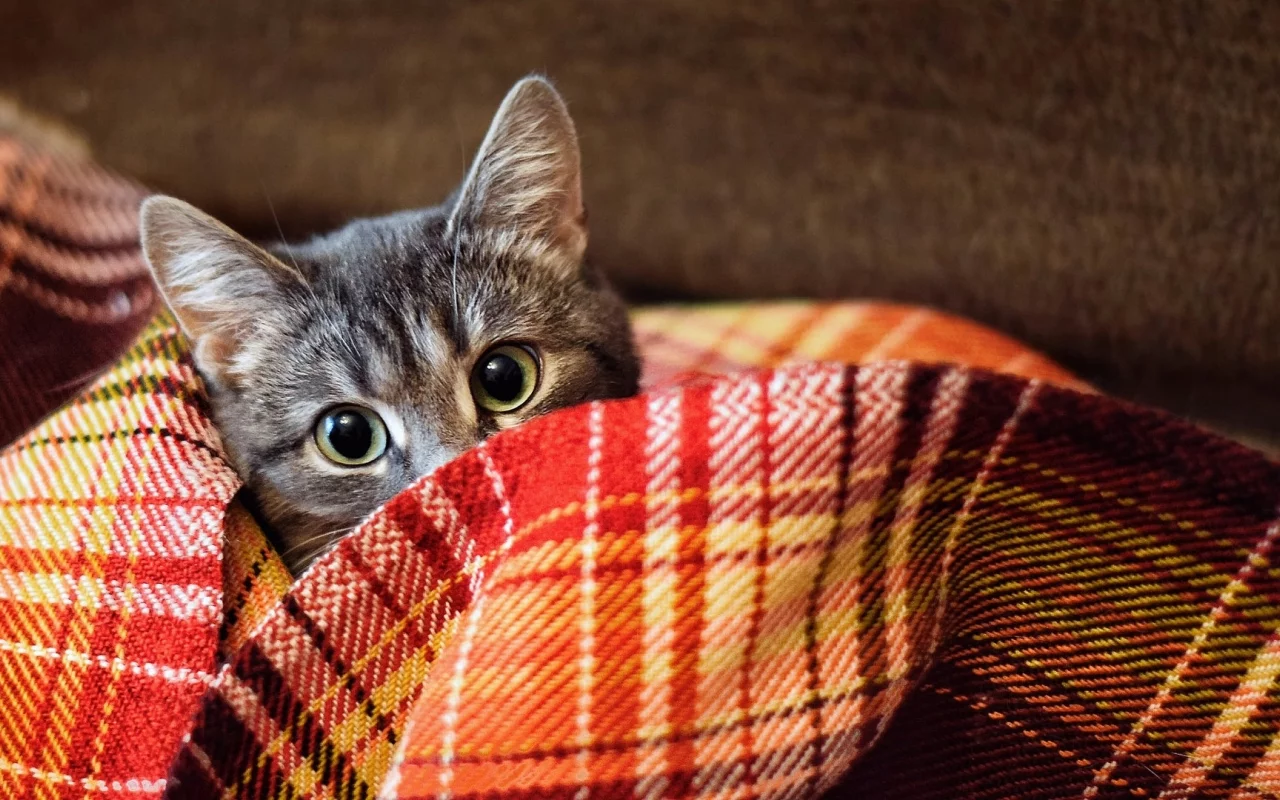 кот, животное, выглядывает
