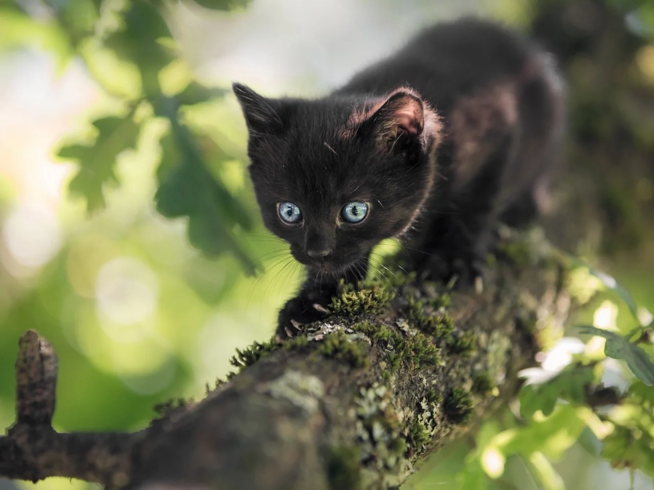 котёнок, маленький, на дереве