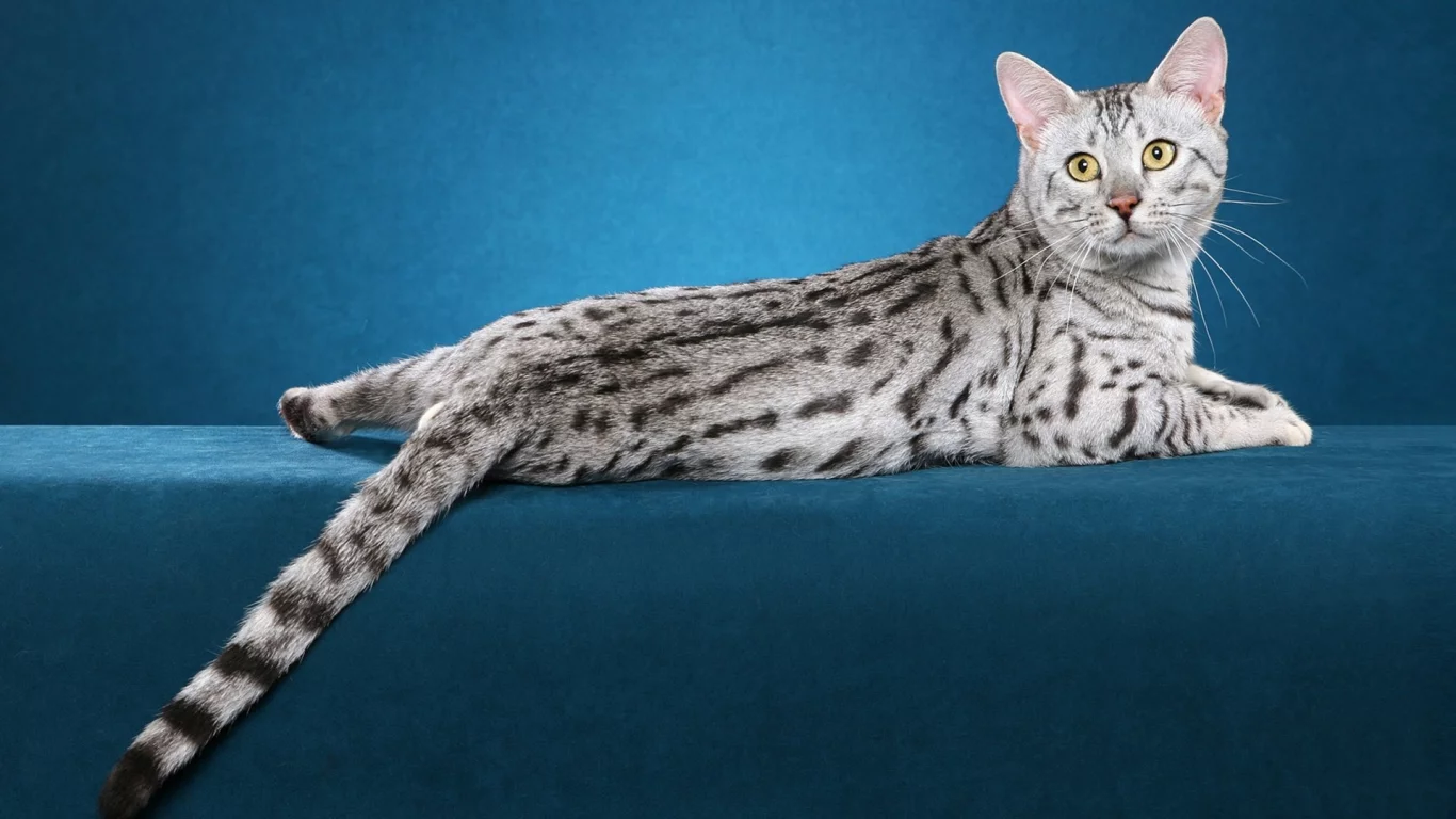 кошка, взгляд, животное